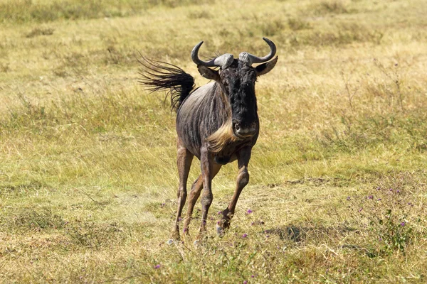 Blue wildebeest running — Stock Photo, Image