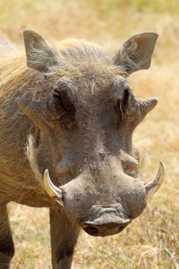 Portrait of a warthog clipart