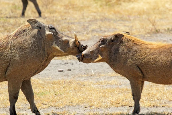 Pár warthogs, milující — Stock fotografie