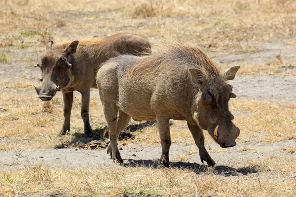 Çift warthogs — Stok fotoğraf