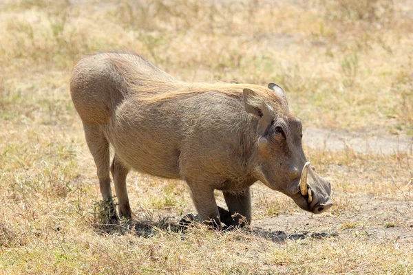 A warthog sitting — Stok fotoğraf