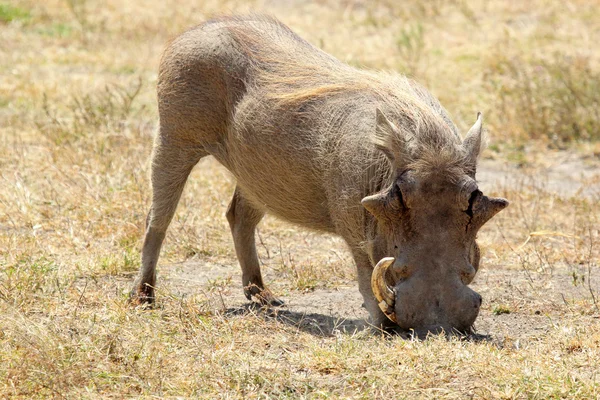 Otlayan bir yaban domuzu — Stok fotoğraf