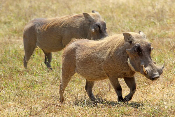 Um par de warthogs a andar — Fotografia de Stock