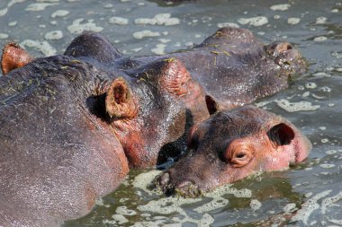 Anne ile bebek hippo