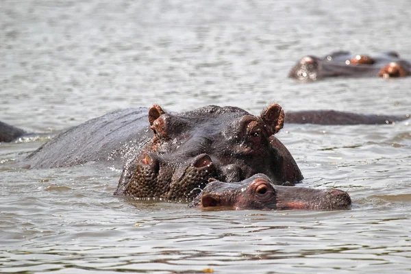 Hipopótamo de bebê com mãe — Fotografia de Stock