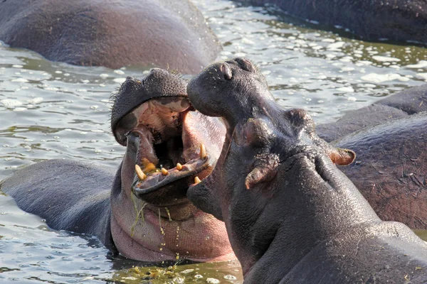Hipopótamos machos luchando —  Fotos de Stock