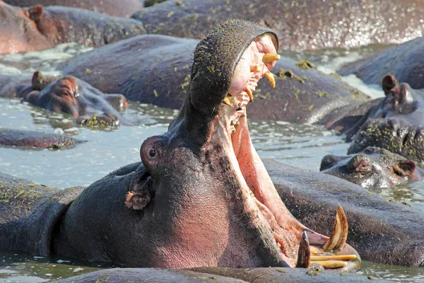 Hippo bocejando e exibindo dentes — Fotografia de Stock