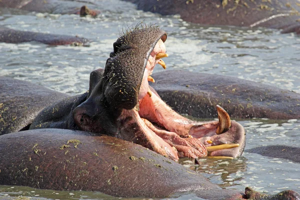 Hippo bocejando e exibindo dentes — Fotografia de Stock