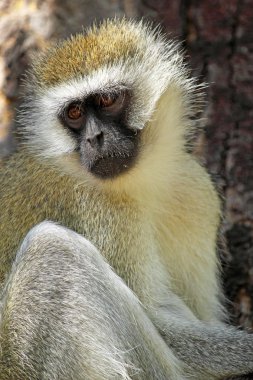 Vervet monkey on a tree clipart