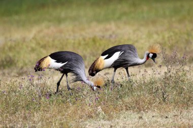 gri bir kaç Vinçler taç giydi.