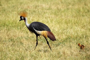 Grey crowned crane with chick clipart