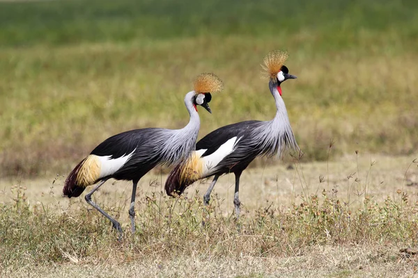 Pareja de grúas coronadas grises — Foto de Stock