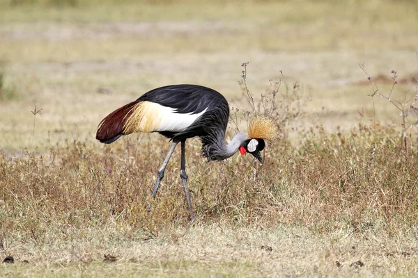 Grey crowned crane — Stock Photo, Image