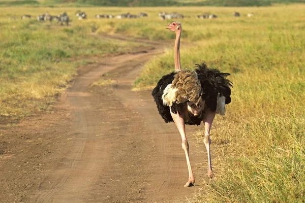 Mannelijke struisvogel lopen door een straat — Stockfoto