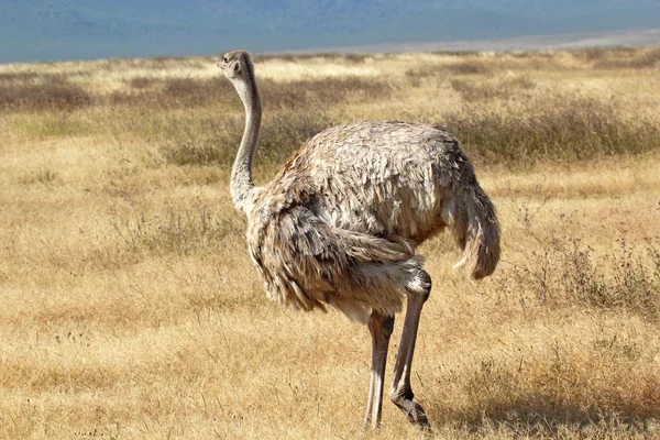 Vrouwelijke struisvogel rondkijken — Stockfoto