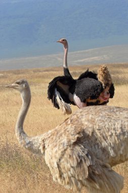 Couple of ostriches clipart