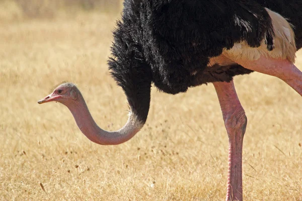 Close-up van een mannelijke struisvogel — Stockfoto