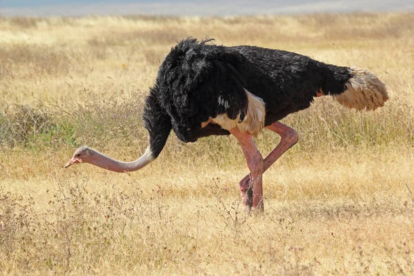 Erkek devekuşu yürüyüş — Stok fotoğraf