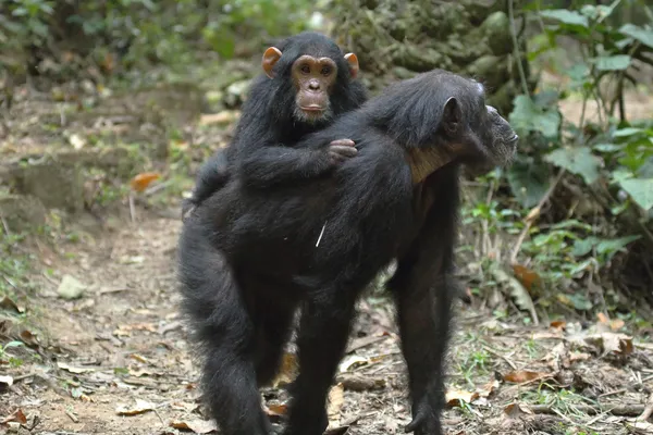 Młody szympans na matkę — Zdjęcie stockowe