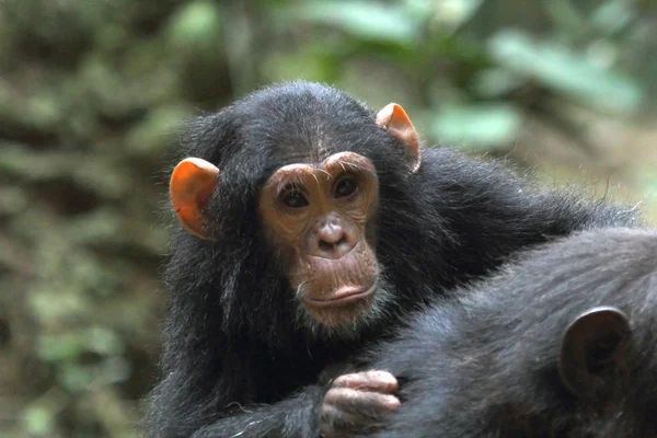 Young chimpanzee on the mother — Stock Photo, Image