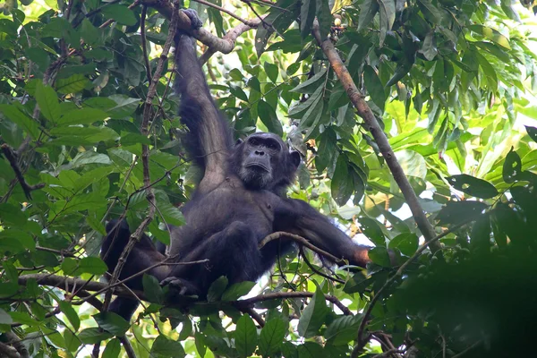 Chimpancé macho en un árbol — Foto de Stock