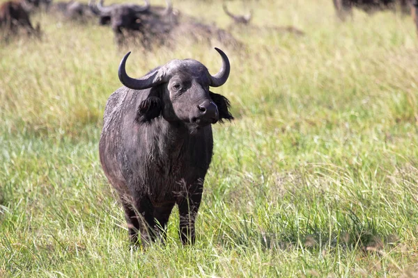 African buffalo — Stock Photo, Image