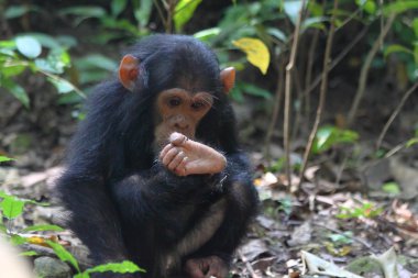Young chimpanzee sitting clipart
