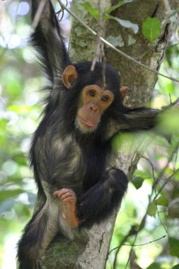 Young chimpanzee on a tree clipart