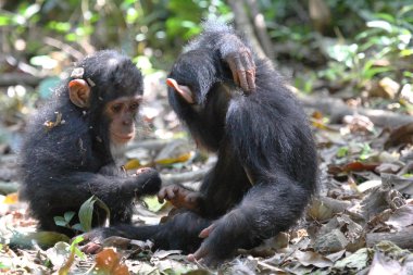 Young chimpanzees playing clipart