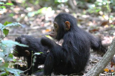 oturan genç şempanze