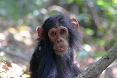 Portrait of young chimpanzee clipart