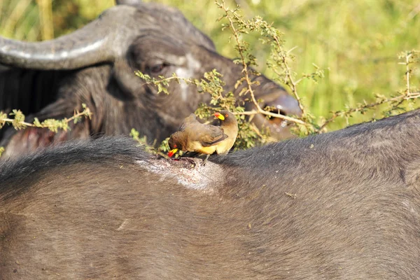 Oxpeckers em búfalo africano — Fotografia de Stock