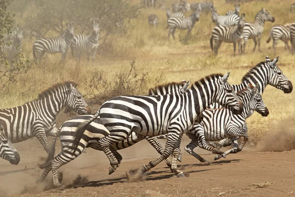 Zebralar gallopping sürüsü