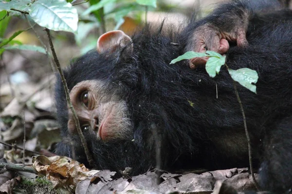 Jovem chimpanzé deitado — Fotografia de Stock