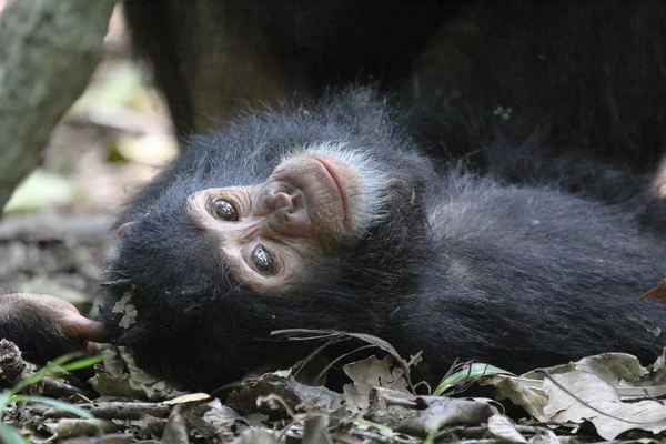 Jonge chimpansee liegen — Stockfoto