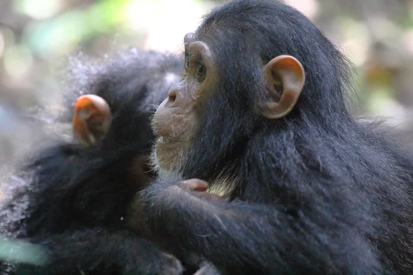 Jonge chimpansee — Stockfoto