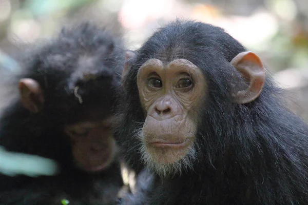 Portret młodego szympans — Zdjęcie stockowe