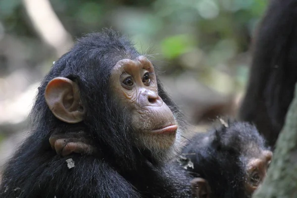 Retrato do jovem chimpanzé — Fotografia de Stock
