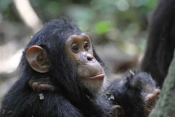 Portret van jonge chimpansee — Stockfoto