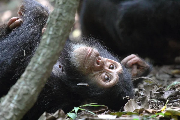 Jovem chimpanzé deitado — Fotografia de Stock
