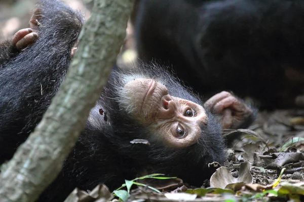 Young chimpanzee lying — Stock Photo, Image