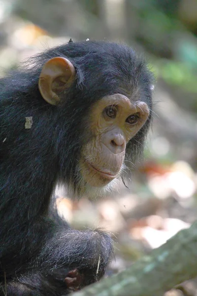 Portret van jonge chimpansee — Stockfoto