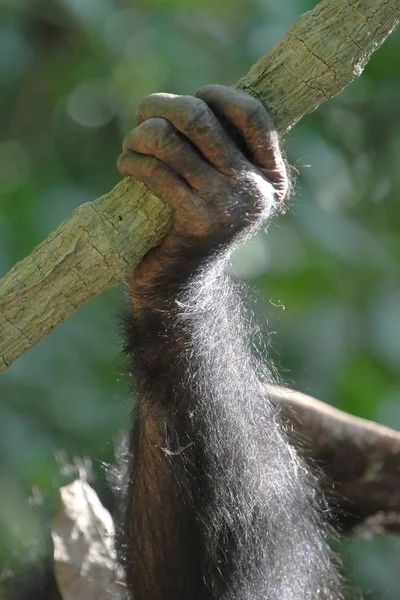 Braço de um chimpanzé — Fotografia de Stock