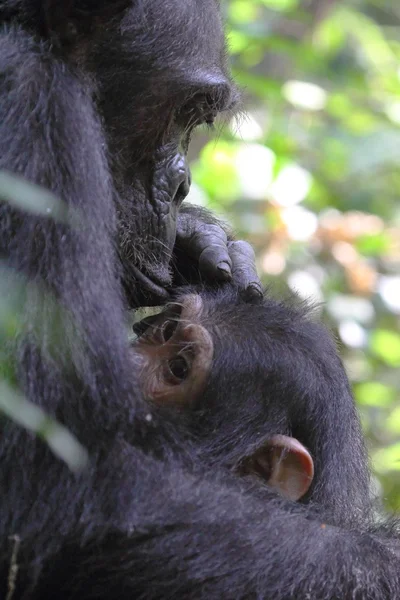 Maternal love — Stock Photo, Image