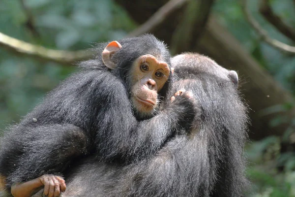 Young chimpanzee on the mother — Stock Photo, Image