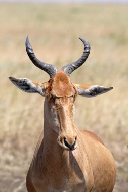bir hartebeest portresi