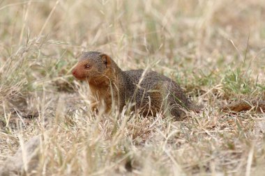 ortak bir cüce Firavun faresi