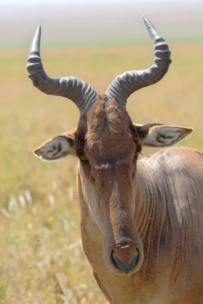 Portrait of a hartebeest — Stock Photo, Image