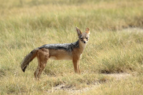 A black-backed jackal standing — Stock Photo, Image