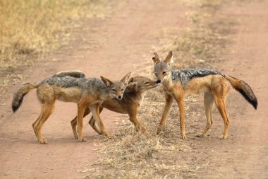 Family of black-backed jackals clipart